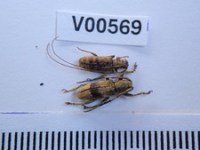 V00569. Insects, Beetles, Cerambycidae sp. North Vietnam, Lai Chau