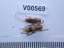V00569. Insects, Beetles, Cerambycidae sp. North Vietnam, Lai Chau