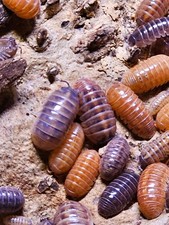 Armadillidium Punta Cana Isopods 100 Ct