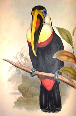 John Gould poster Bird print Pecan parrot painting Vintage art
