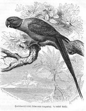 Papuga obroży Psittacula krameri papuga papuga drzeworyt 1891 ornitologia