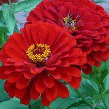WILL ROGERS ZINNIA FLOWER SEEDS 100+ RED annual GARDEN elegans Free Shipping