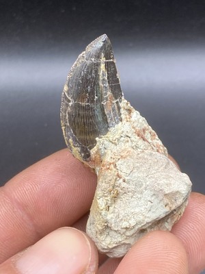 1,09'' / 2,3 cm Selten Dekkar Formation Carcharodontosaurus Dinosaurier Zahn Fossil