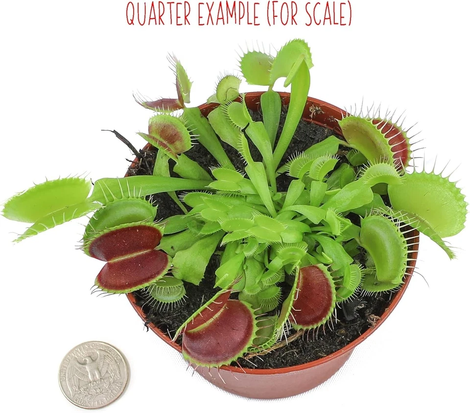 3 Inch Live Venus Fly Trap Plant Carnivorous Houseplants Terrarium Indoor - Image 4 of 4