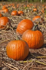 Connecticut Field Pumpkin Seeds