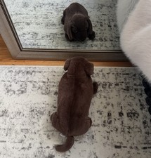 Vintage Dakin Pampered Pets Baron Dachshund #24789 Large Plush Dog Stuffed Toy