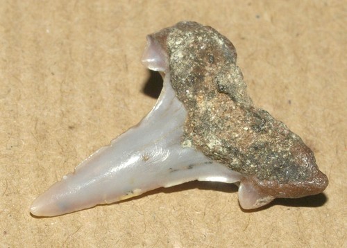 Otodontid shark tooth, Cretalamna appendiculata, Cretaceous of Tambov reg.Russia - Picture 11 of 16