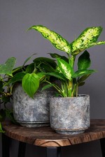 Earth Cement Planter 16x15cm – Waterproof Outdoor Plant Pot for Patio