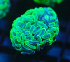 DIYreefer Live Coral WYSIWYG Branching Aussie Splatter Hammer