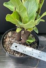 Fiddle leaf fig bonsai material group planting Can be indoors Ficus lyrata — photo 3