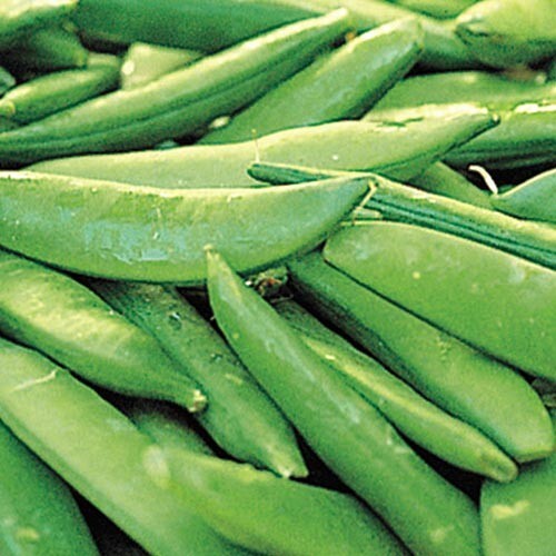 Wholesale Vegetable Seed Cache 190 Heirloom Varieties GARDEN/STORAGE non gmo - Picture 181 of 255