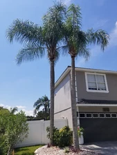 10 Queen Palm Seedlings Cocos Plumosa Syagrus romanzoffiana Tropical Fruit Tree