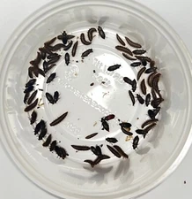 250 ct. Dermestid Beetle Colony for Insect Breeding & Taxidermy
