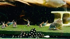 L471 Mini-Snowball Pleco LIVE  (Size 3 - 4cm)  - High Quality - USA Seller