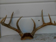 24 2/8 WIDE 9" Browtine TYPICAL 4x4 WHITETAIL DEER RACK Antlers mule mount elk