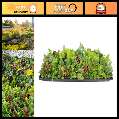 10x20 Sedum Groundcover Mat - Non-Toxic Hardy Stonecrop, Pet-Friendly, Drought-R