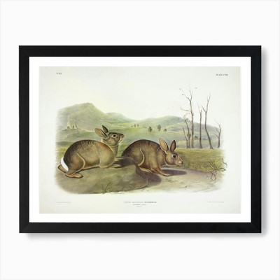 Bachmans Hase, John James Audubon gerahmtes Wandbild Poster Leinwanddruck Bild