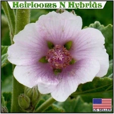 200+ Marshmallow Plant Seeds - Althaea officinalis Heirloom Organic Candy Herb