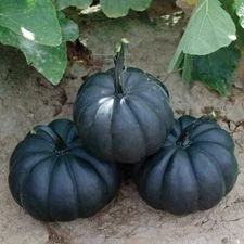 10 Exotic Black Pumpkin Seeds to Grow Stunning Black Kat Pumpkins