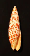 LARGE 'Episcopal Mitre' seashell