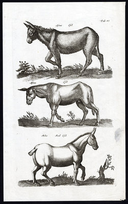 Antiker Druck-EQUUS AFRICANUS ASINUS-ESEL-ESEL-MAULTIER-PFERD-Jonston-Merian-1657
