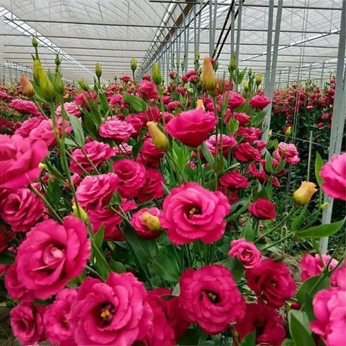 100 Piezas Semillas Eustoma Grandiflorum Flores Exterior Semillas Jardín Art Deco Seeds - Imagen 20 de 22