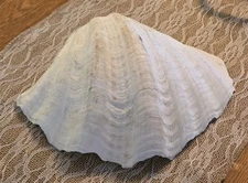 Large Tridacna Gigas Natural Clam Shell 10” X 7”