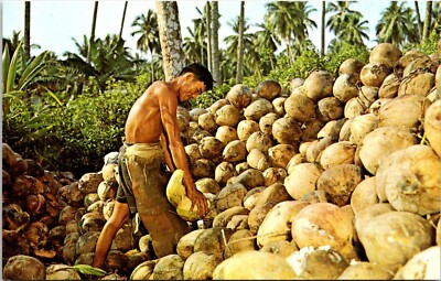 Postcard Husking Coconuts Shirtless Man Worker Singapore D74