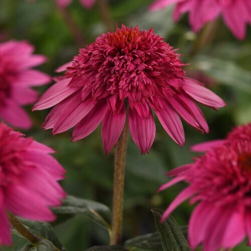 50 Watermelon Coneflower Seeds Echinacea Flower Perennial Bloom Flowers Seed 840 - Picture 5 of 24