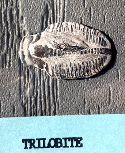 SMALL TRILOBITE FOSSIL ( ELRATHIA KINGI ) UTAH SIZE 2.3 CM. X 1.5 CM. & 2 GRAMS - Picture 2 of 4