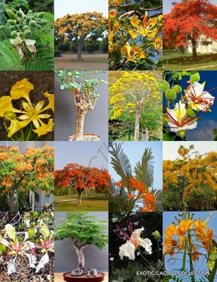 DELONIX TREE MIX rare flower plant huge flamboyan fragrant bonsai tree- 10  seeds | eBay