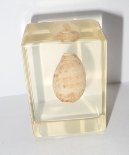 Eroded Cowry Seashell Specimen Amber Clear Small Resin Block Teaching Aid TE1A - Picture 3 of 6