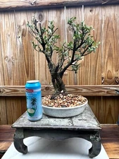 AWESOME! Fantastic Japanese Boxwood Pre-Bonsai, 25 Years, GREAT TRUNK