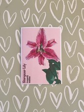 Stargazer Lily Greeting Card