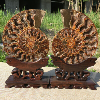 A Pair of Natural Ammonite Fossil Conch Crystal Specimen Healing+stand 2PC