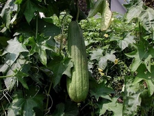 Luffa aegyptiaca | Cylindrica | Sponge Gourd | Egyptian Cucumber | 20_Seeds