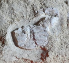 CRABE FOSSILE CRÉTACÉ , COSTACOPLUMA