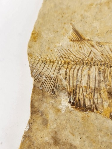 Diplomystus dentatus Fossil Fish - Split Fish Layer - Green River Fm. - WY - Picture 5 of 11