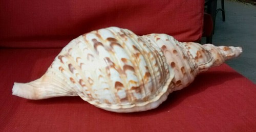 Awesome! Natural Pacific Triton Decorative Shell 12-13" #A - Picture 3 of 10