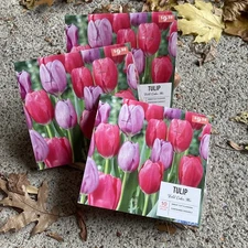 30 COUNT! TULIP BULBS "VIOLET EMBER MIX" COLORS: VIOLET PINK