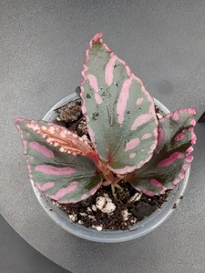Begonia Sp | eBay
