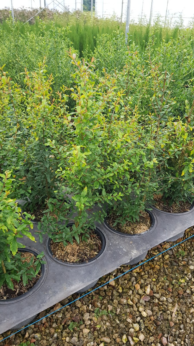 Punica granatum Parfianca grand grenadier fruit rouge pot extérieur