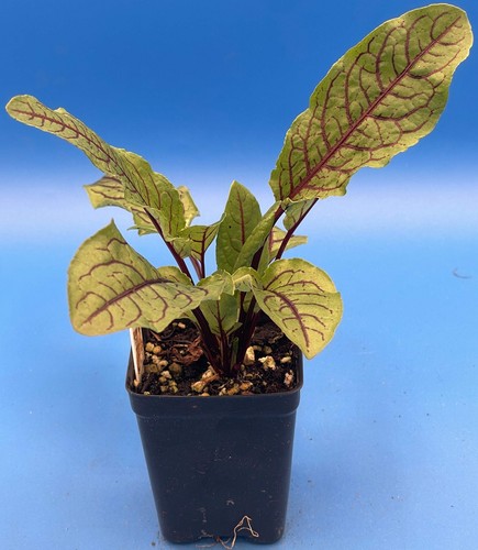 Red Veined Sorrel Starter Plant - Rumex sanguineus - Bloody Dock - Picture 3 of 5
