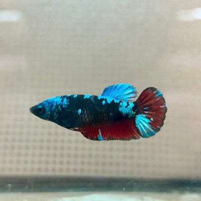Plakat Female Betta Black Blue Avarta #79