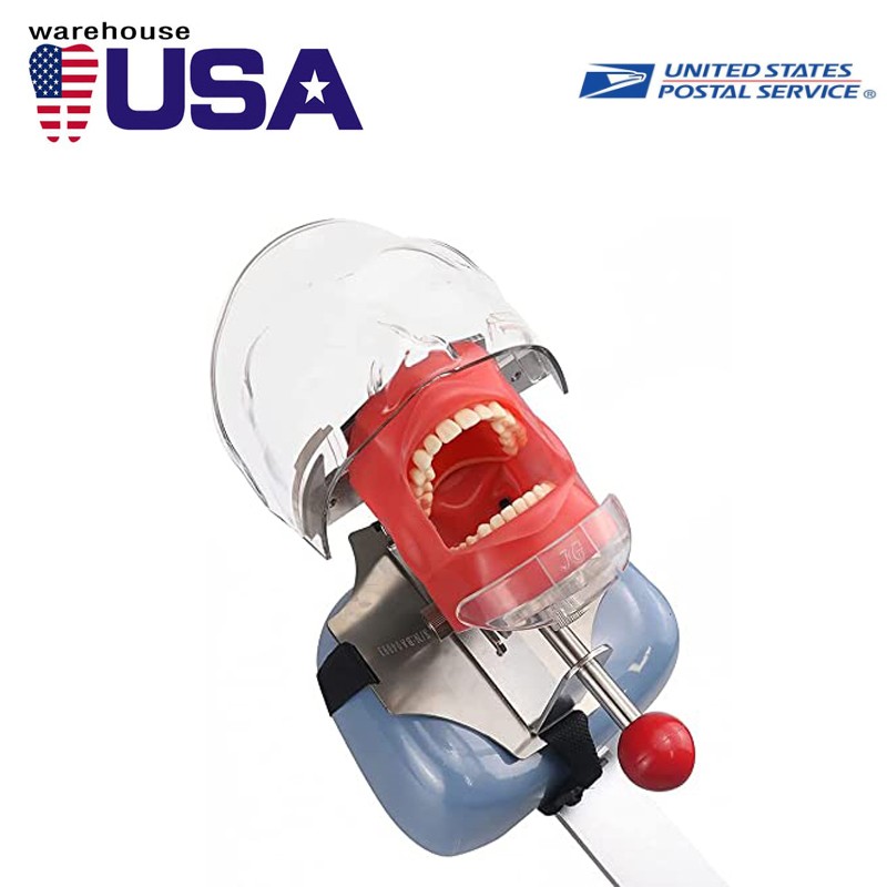 USA Dental Simulator Mannequin Head Teeth Model chair-sized for Dental Training