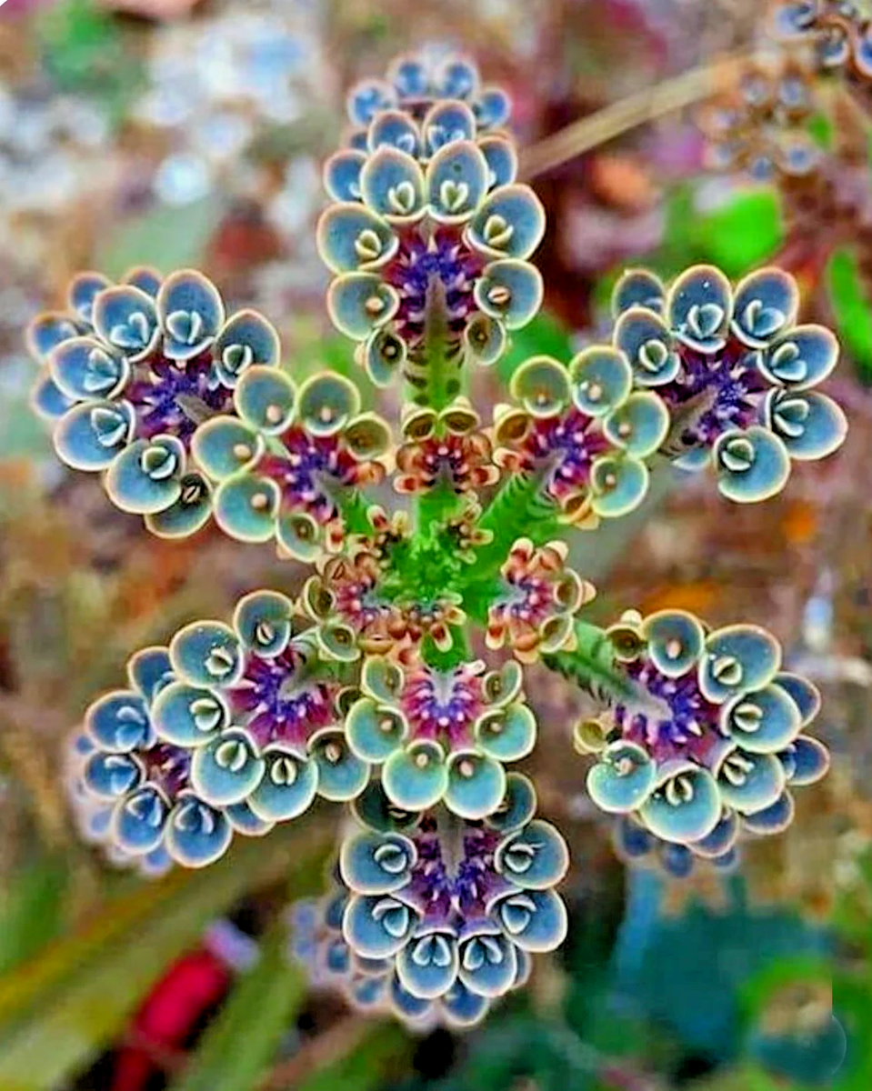 Mother Of Millions (Kalanchoe tubiflora) drought tolerant
