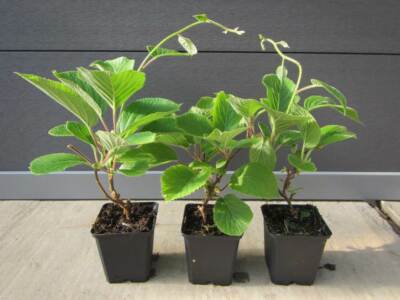 Kiwi-Pflanze - Actinidia d.'Jenny' selbstfruchtend - Pflanze 30-50cm Winterhart