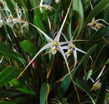 Diplocaulobium arachnoideum-New Guinea dendrobium relative, easy small orchid