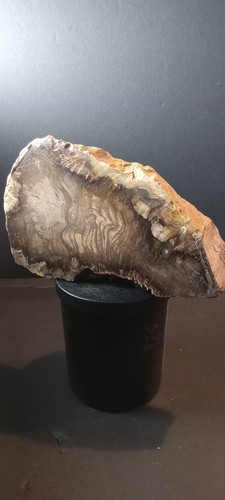Petrified Wood Slab From Arizona