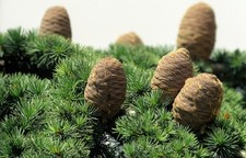Lebanese Cedar Seeds | Cedrus libani Tree Seeds 🇬🇧 Trusted